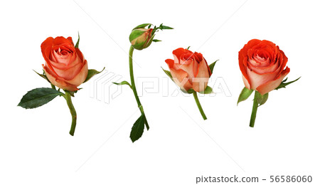 Set of orange rose flowers Set of orange rose flowers 56586060