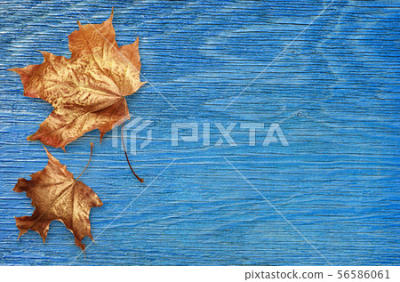 Blue painted wooden board with autumn golden Blue painted wooden board with autumn golden 56586061