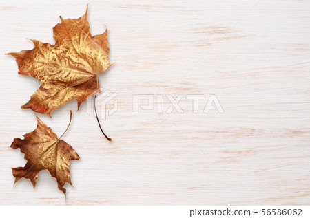 White painted wooden board with autumn colorful 56586062