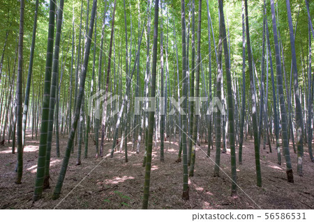 Utsunomiya City, Wakayama Farm 56586531