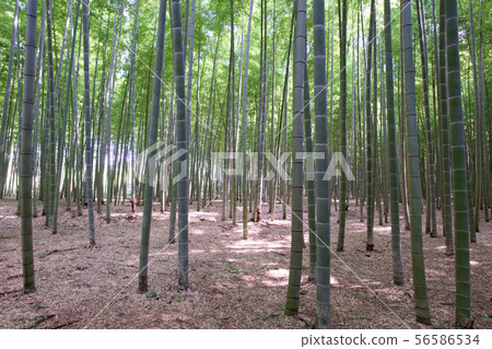 宇都宮市和歌山農場 宇都宮市和歌山農場 56586534