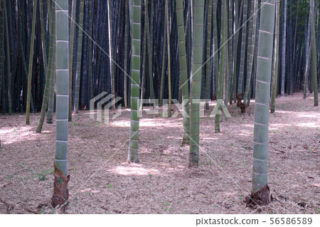 宇都宮市和歌山農場 宇都宮市和歌山農場 56586589