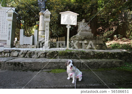 Hieizan Enryakuji Temple and your dog 56586651
