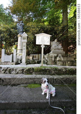 Hieizan Enryakuji Temple and your dog 56586653