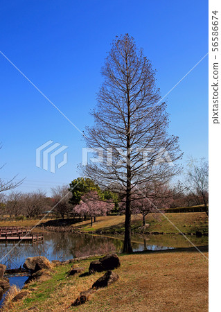 古老的蓮花公園 古老的蓮花公園 56586674