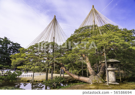 (Ishikawa Prefecture) Kenrokuen, no snow, winter scenery 56586694