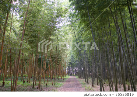 宇都宮和歌山農場 56586819