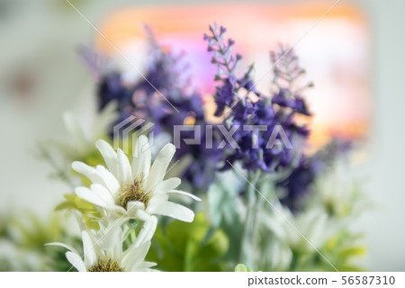 Close up white flowers and purple lavender with Close up white flowers and purple lavender with 56587310