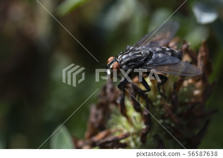 Macro photo of insect. Black fly on summer meadow. Macro photo of insect. Black fly on summer meadow. 56587638