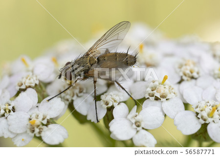 Macro photo of insect. Black fly on summer meadow. Macro photo of insect. Black fly on summer meadow. 56587771