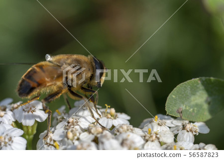 Hoverfly, flower fly or syrphid flies Macro photo of insect family Syrphidae 56587823