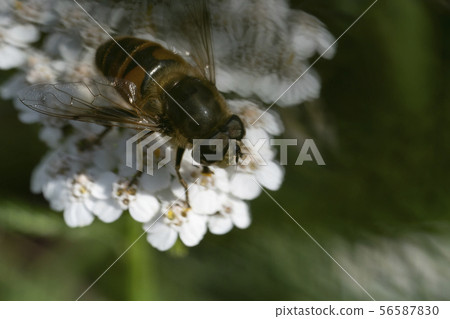 Hoverfly, flower fly or syrphid flies Macro photo of insect family Syrphidae 56587830