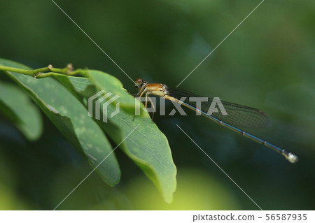 Red dragonfly 56587935