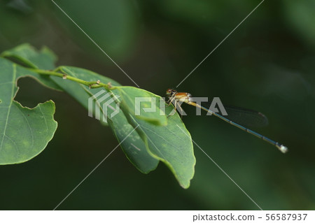 Red dragonfly 56587937