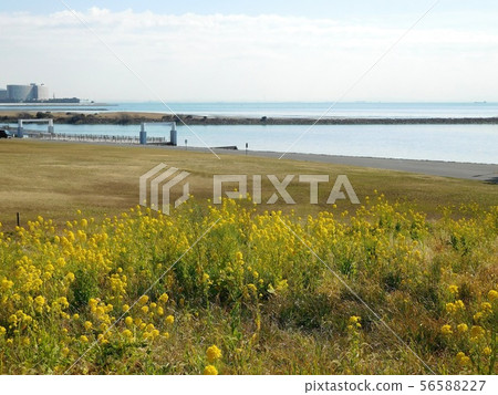 Sea rape blossoms Kasai Rinkai Park Sea rape blossoms Kasai Rinkai Park 56588227