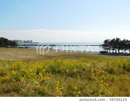 Sea rape blossoms Kasai Rinkai Park Sea rape blossoms Kasai Rinkai Park 56588229