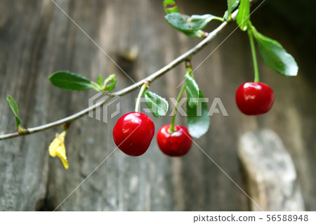 Cherry on old wooden background. 56588948