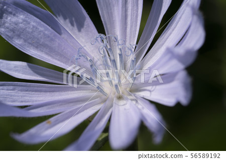 Macro photo of cichorium intybus flower blossom. Blue sailors, chicory, coffee weed, or succory is a Macro photo of cichorium intybus flower blossom. Blue sailors, chicory, coffee weed, or succory is a 56589192