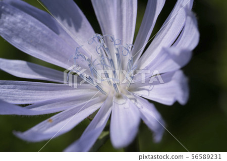 Macro photo of cichorium intybus flower blossom. Blue sailors, chicory, coffee weed, or succory is a Macro photo of cichorium intybus flower blossom. Blue sailors, chicory, coffee weed, or succory is a 56589231
