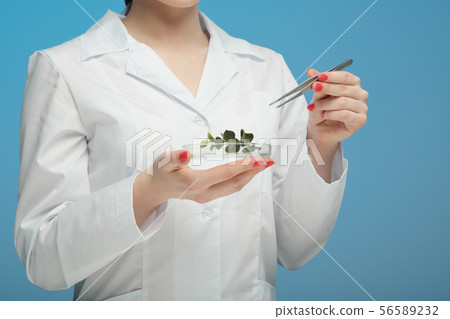 A scientist biologist examines a green plant in a white coat, on a syn background. A scientist biologist examines a green plant in a white coat, on a syn background. 56589232