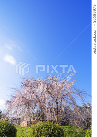 在京都丸山公園分枝的櫻花 56589978