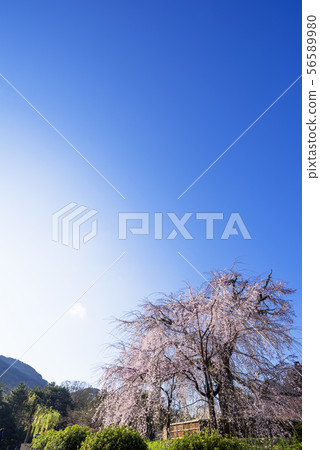 Branched cherry blossoms at Kyoto Maruyama Park 56589980