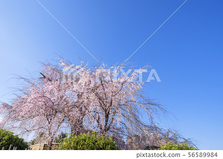 在京都丸山公園分枝的櫻花 在京都丸山公園分枝的櫻花 56589984