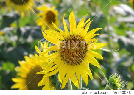Sunflower Sunflower 56590088