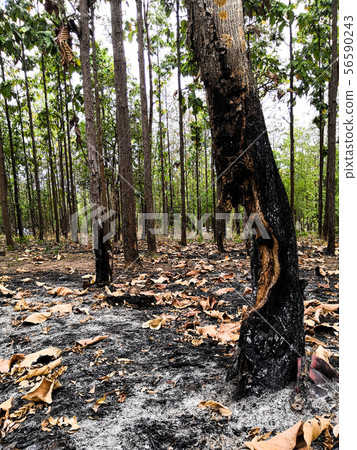 The trees in the forest were damaged by fire 56590243