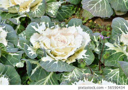 A photograph taken from a high angle of a white leaf peony in the center A photograph taken from a high angle of a white leaf peony in the center 56590434