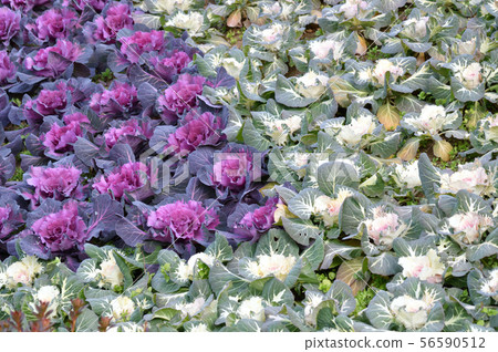 A photograph taken at a high angle of multiple leafy peony with a purple center and multiple leafy peony with a white center A photograph taken at a high angle of multiple leafy peony with a purple center and multiple leafy peony with a white center 56590512