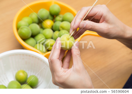 採摘李子 56590604