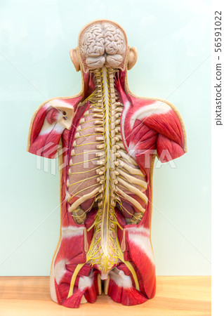 Human body, brain, skeleton and muscular system Human body, brain, skeleton and muscular system 56591022