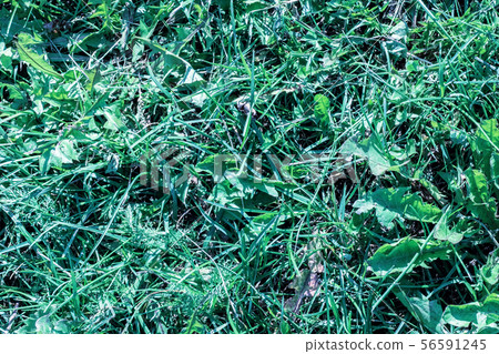 Green grass close up, background or texture Green grass close up, background or texture 56591245