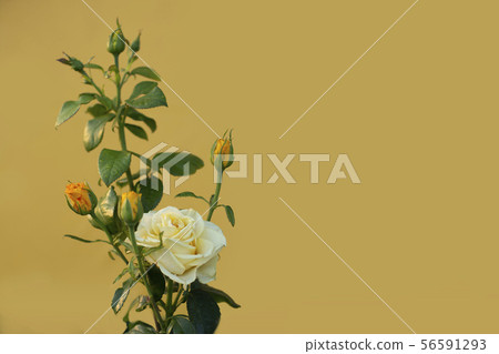 Yellow rose with several buds on an isolated yellow background Yellow rose with several buds on an isolated yellow background 56591293