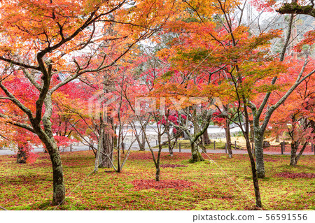 Autumn leaves of Nanzenji 56591556
