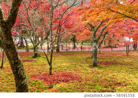 Nanzen-ji寺廟秋葉 Nanzen-ji寺廟秋葉 56591558