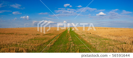 The field after harvesting in sunny day. The field after harvesting in sunny day. 56591644