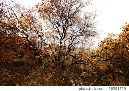 Landscape in autumn in the park. Landscape in autumn in the park. 56591729