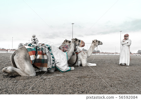 Camels rest after training under the supervision 56592084