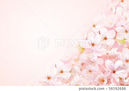 Spring blossom/springtime pink cherry flowers 56592686
