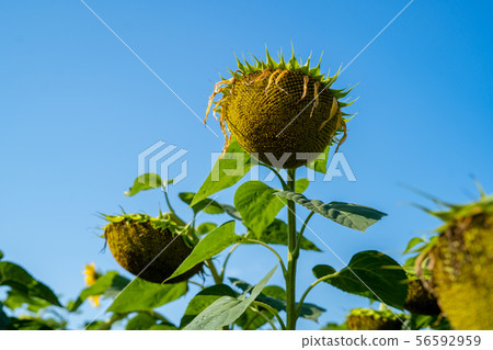 Sunflower after flowering on the field big Sunflower after flowering on the field big 56592959