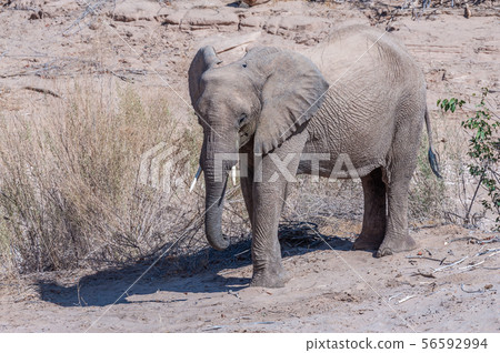 Desert Elephant along the Hanoab River Desert Elephant along the Hanoab River 56592994