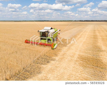 Harvesting of wheat in summer. Combine harvester agricultural machine collecting golden ripe wheat 56593028
