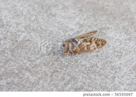 [Cicada] Abra seminar 56593097