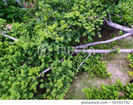 Yew in the botanical garden of Tokiwa Park 56593792