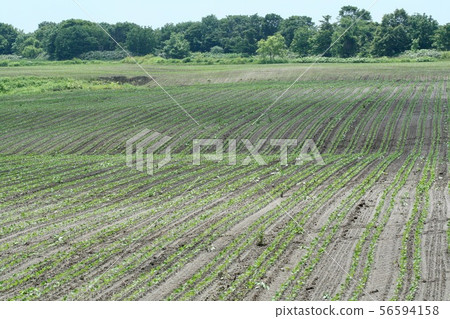 Dent corn field Dent corn field 56594158
