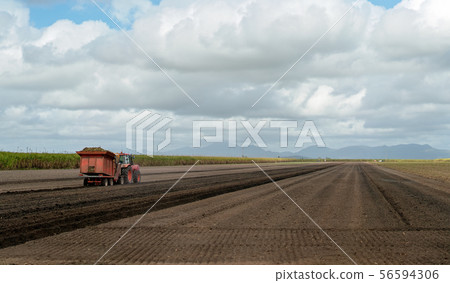 Farmer Planting Sugar Cane In A Plowed Field 56594306