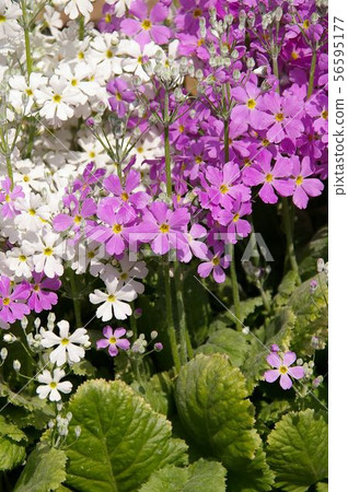 報春花 報春花 56595177