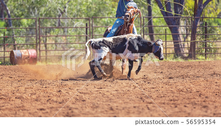 Australian Team Calf Roping At Country Rodeo 56595354